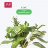 Splat Professional Medical Herbs - Антибактериальный ополаскиватель для полости рта Medical Herbs "Лечебные травы" для здоровья зубов и десен, 275 мл